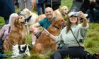The five yearly meet of the Golden Retrievers at Guisachan House, Glen Affric. Image: Sandy McCook/DC Thomson