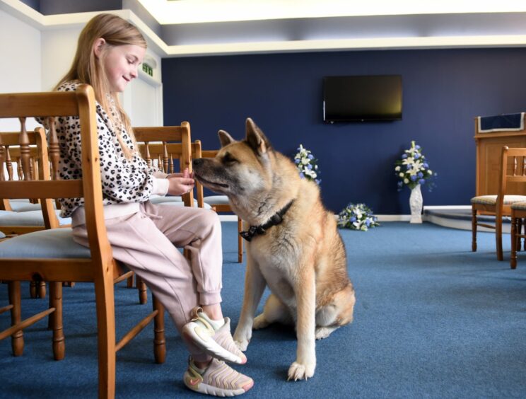Boobo, Buckie funeral director therapy dog, in action with eight-year-old Emily Redmond 