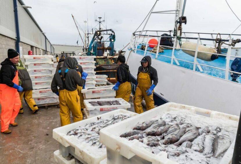 Peterhead fishermen landing their catch. 