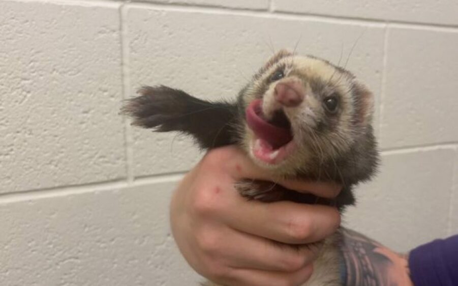 Rocket the ferret is looking for a new home.