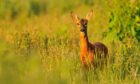 Roe deer, seals and black grouse are among the wildlife featured in BBC Scotland's latest documentary, Scotland The New Wild. Image: Fergus Gill/BBC Scotland