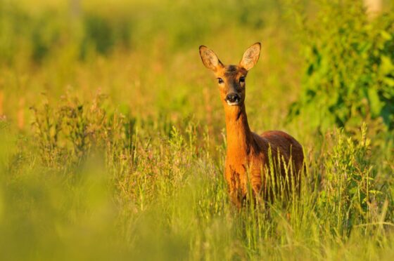 Roe deer, seals and black grouse are among the wildlife featured in BBC Scotland's latest documentary, Scotland The New Wild. Image: Fergus Gill/BBC Scotland