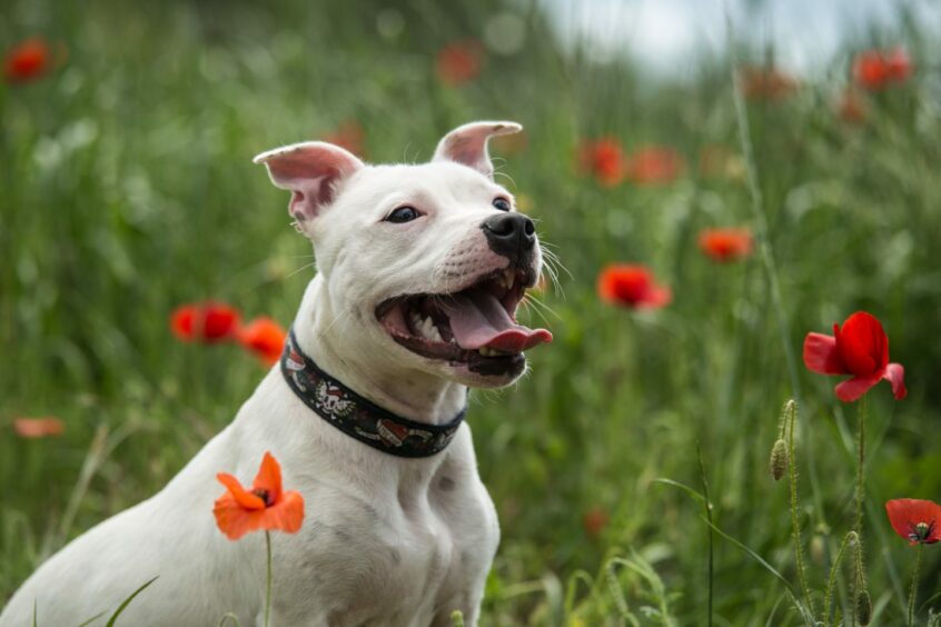 A happy Staffordshire Bull Terrier in a field.