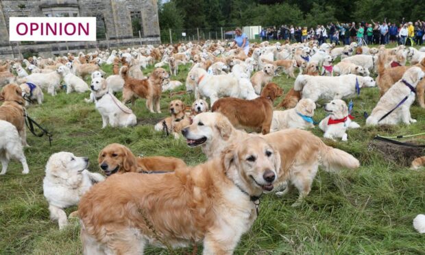 Golden retrievers have been around now for 150 years (Image: Peter Jolly/Shutterstock)