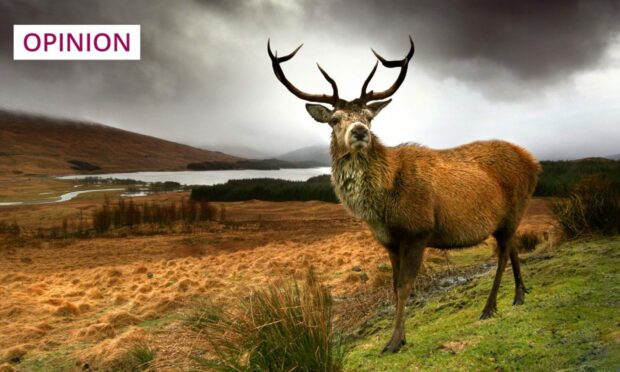 Changes to the law mean that male deer can legally be culled all year round in Scotland (Image: Angie Latham Photography/Shutterstock)