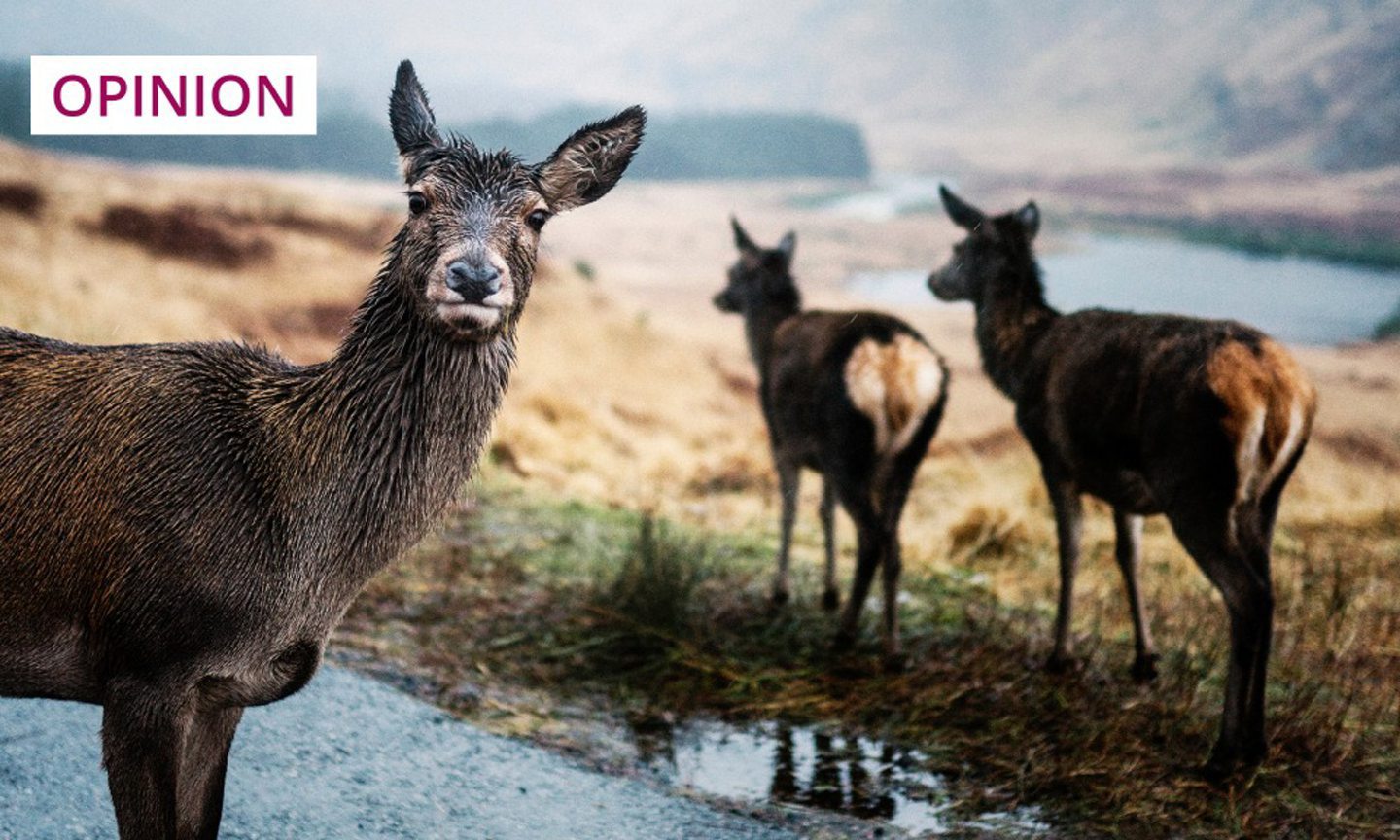 Rewilding projects UK: Stop perpetuating myths and let nature do its thing - Vimarsana News