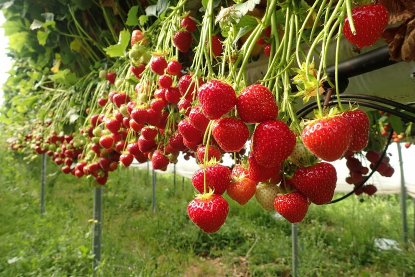 A row of strawberries hanging from the vine. Strawberry picking is one of the many things to do in nairn.