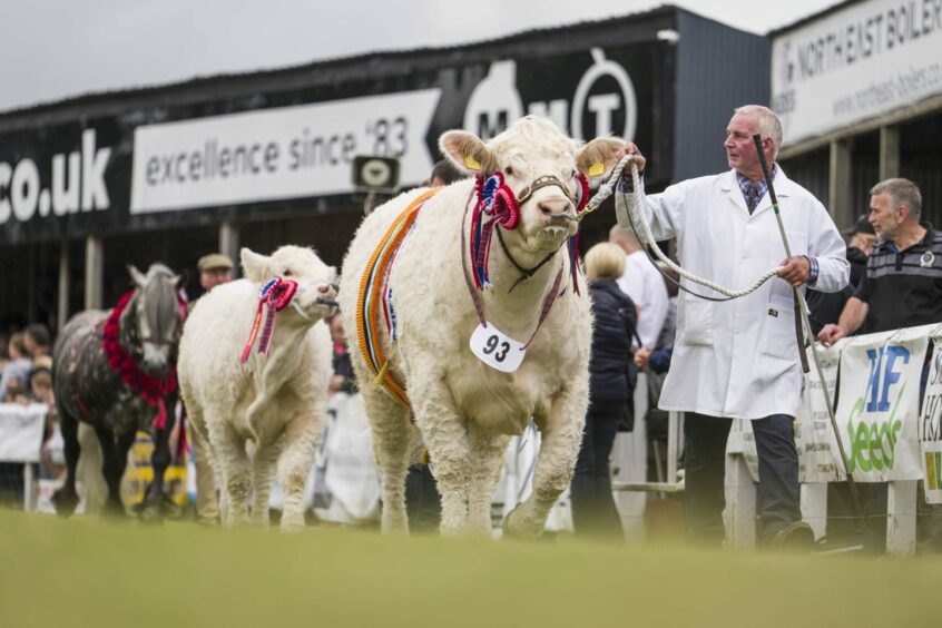 The cattle on parade. 