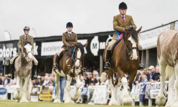 Clydesdale horse parade