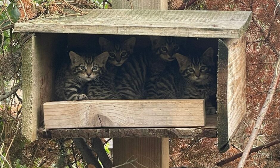 Scottish wildcats kittens