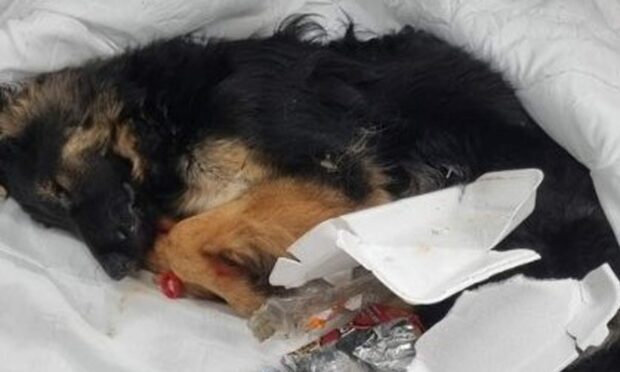 Five-year ban for Buckie dog owner after malnourished puppy dies