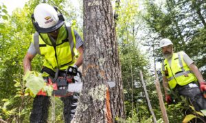 Forests like this one at the University of Wisconsin-Stevens Point can help encourage pupils into land-based jobs. Image: University of Wisconsin-Stevens Point
