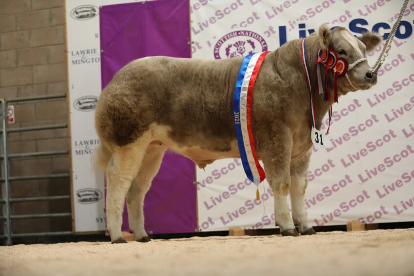 Their bullock Silver Lining at LiveScot after being crowned beef champion