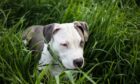 A Staffordshire bull terrier - this is a file pic - was found dead on the A90 near Stonehaven after being knocked down by a vehicle. Image: Shutterstock
