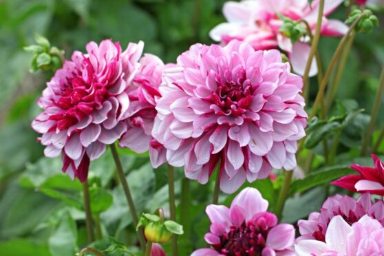 Dahlias are back in bloom for 2023. Image: Shutterstock.