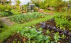 Owning an allotment can be hugely rewarding but it's a lot of work and there is often a waiting list.