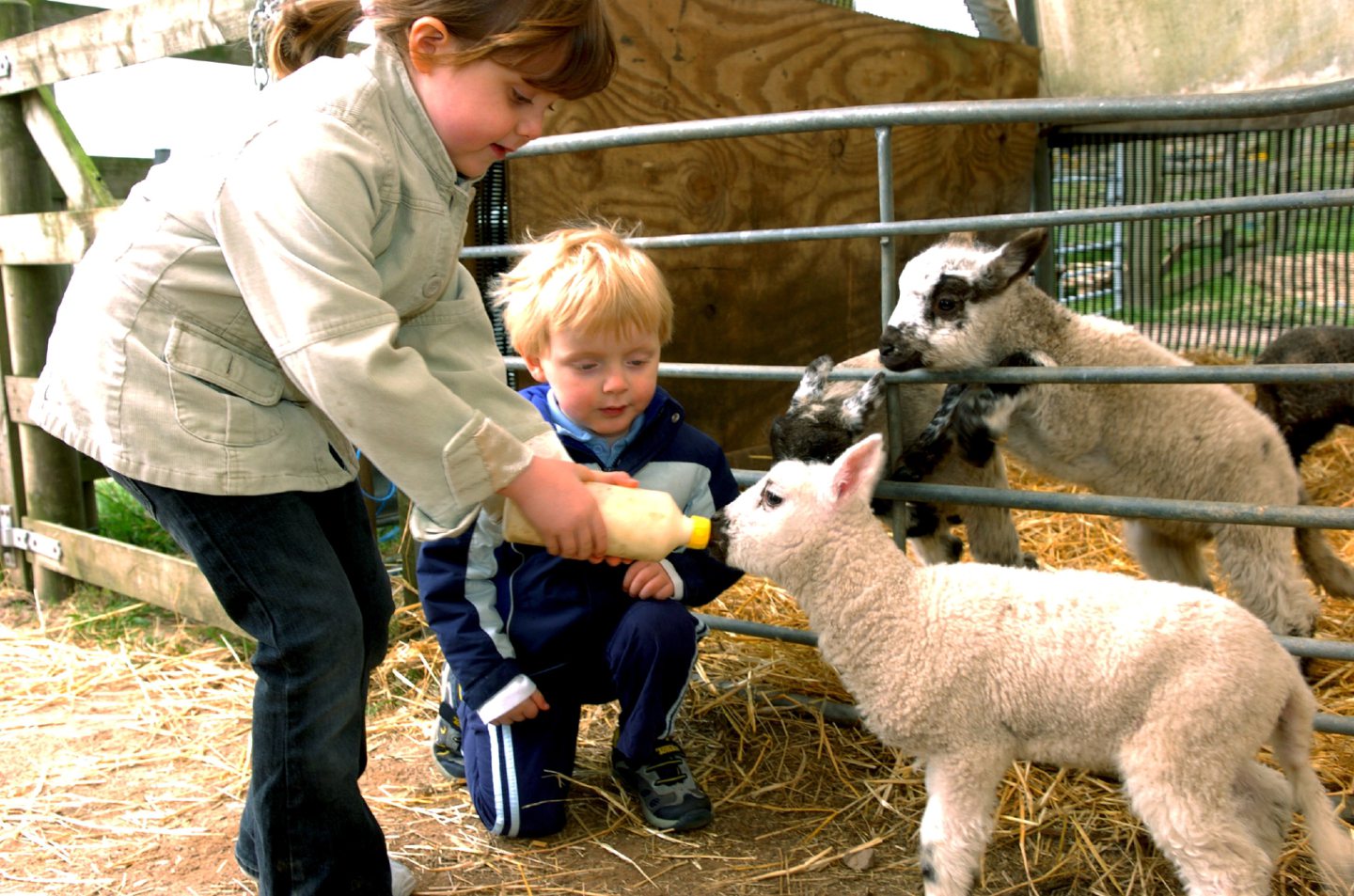 Young boy and girl feeding lambs in 2007.