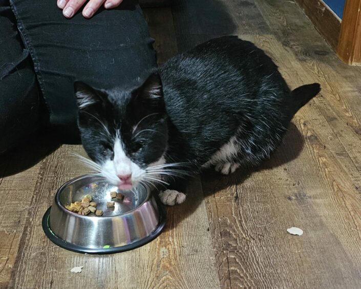 Baby Belle eating once she had been reunited with her owners