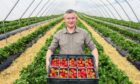 Sergei Kaminski shows some of the strawberries grown in the D Geddes Farms polytunnels.