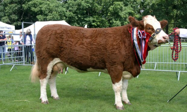 The Simmental from the Simmers family stood champion of champions.