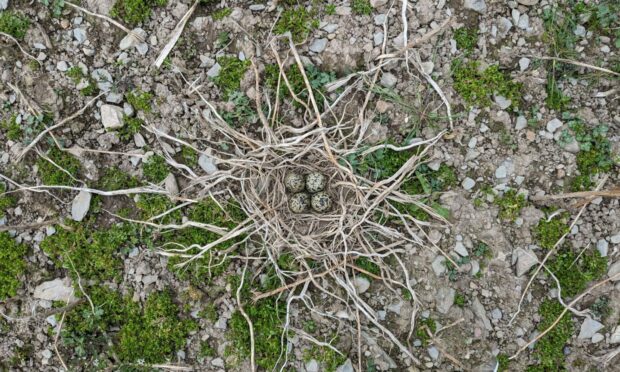 Lapwing eggs are camouflaged but are vulnerable to predators.