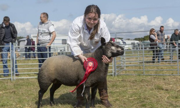 The champion of champions winner was the Blue Texel from the Munro family.