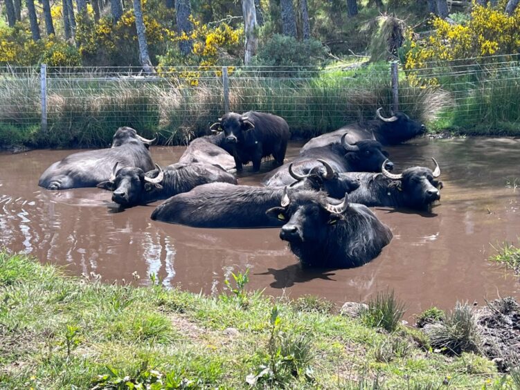 Thorabella Farm water buffalo