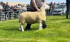Champion of the yard was the North Country Cheviot gimmer from the Baillie family.