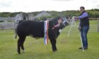 The overall honours in the cattle went to a home-bred yearling heifer from Frazer Leslie, Odinstone.