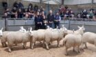 Champion pen of 20 Half-bred ewe lambs and the winner of the Harry S Sleigh Perpetual Trophy was from Sutherland, Overton.