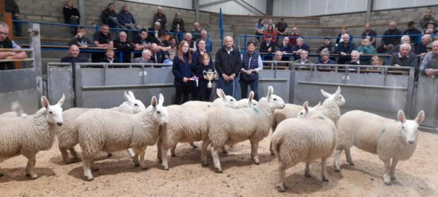 Champion pen of 20 Half-bred ewe lambs and the winner of the Harry S Sleigh Perpetual Trophy was from Sutherland, Overton.