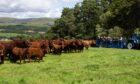 Finlay was impressed during a visit to the Grahams for the Luing Cattle Society open day at Craigdarroch in Sanquhar.