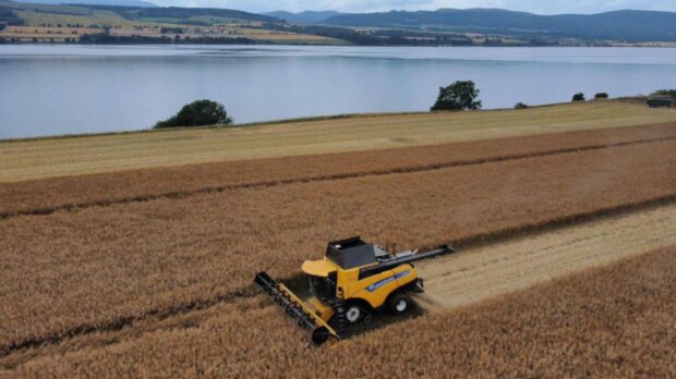 Findon Farms cutting its oilseed rape on August 4 to find good yields and higher than average oil content.