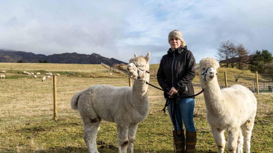 Jennie MacDonell and alpacas in Newtonmore
