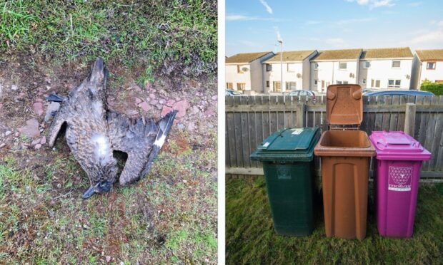 Moray Council suggests residents should bin wild dead birds, even if they are suspected to have been infected with bird flu. Image: DC Thomson.