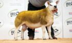 Robert Cockburn sold Knap Ghostbuster for the top price of 5,500gns.