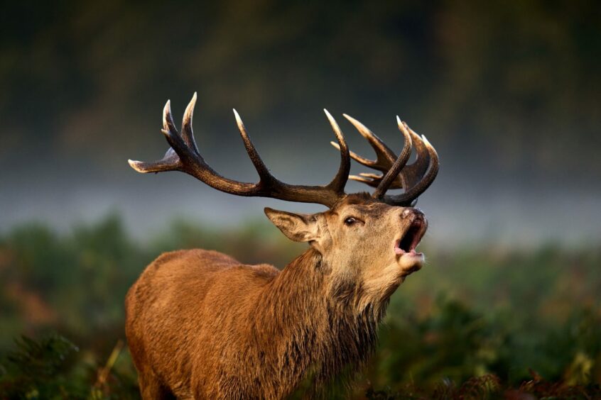 A red deer stag during rutting season.