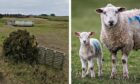 The site of the proposed educational facility at New Aberdour which would have included sheep and lambs. Image: Christopher Donnan/DC Thomson