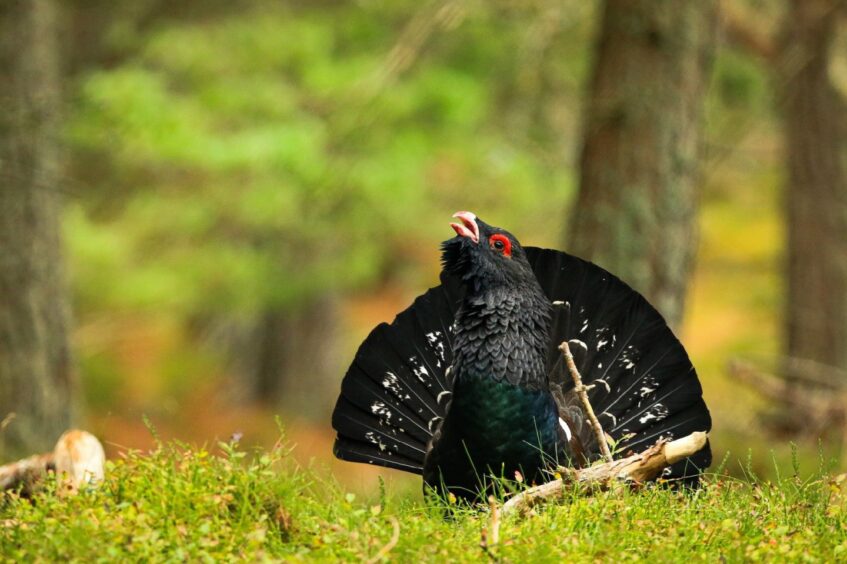 A capercaillie.