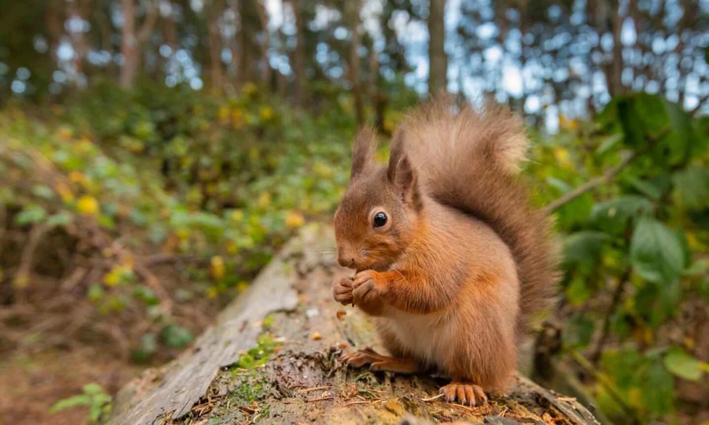 A red squirrel at Carnie Woods near Westhill