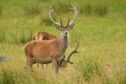 The Scottish Government has controversial proposals for a year-round open season on male deer.