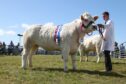 The supreme cattle champion was Dounby Ruth,
