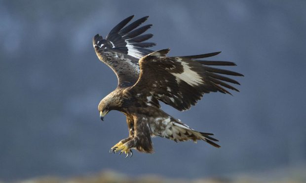 A golden eagle.