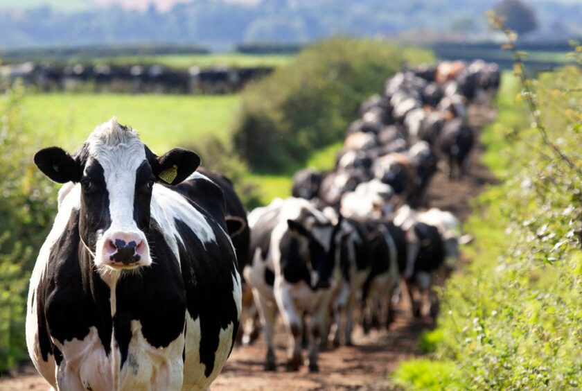 A herd of Scottish cows. 