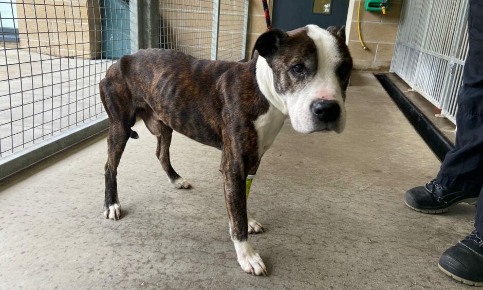 Staffordshire bull terrier-type dog found abandoned in Peterhead