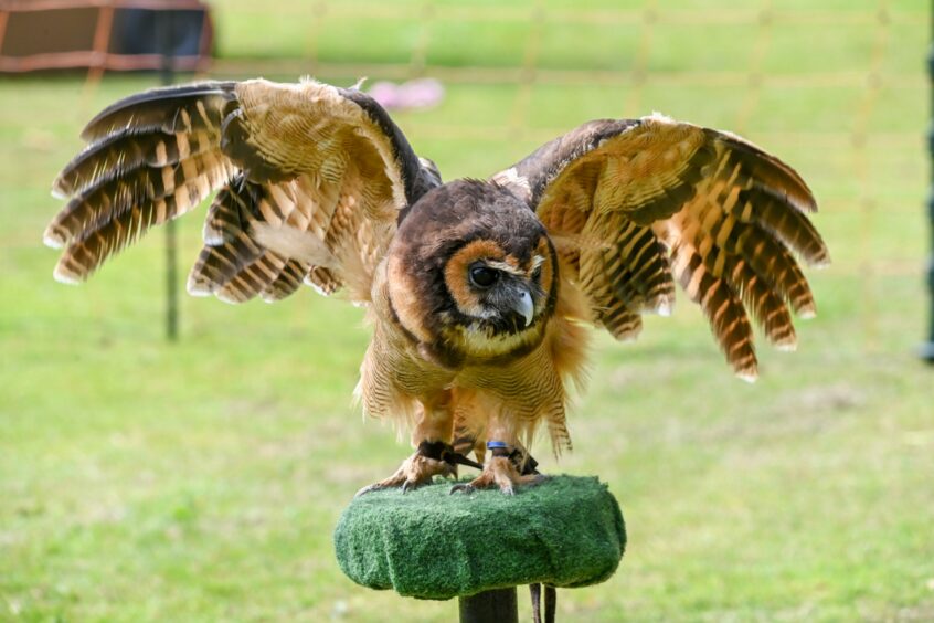 2 Wit 2 Woo were offering visitors the chance to interact with their owls. 