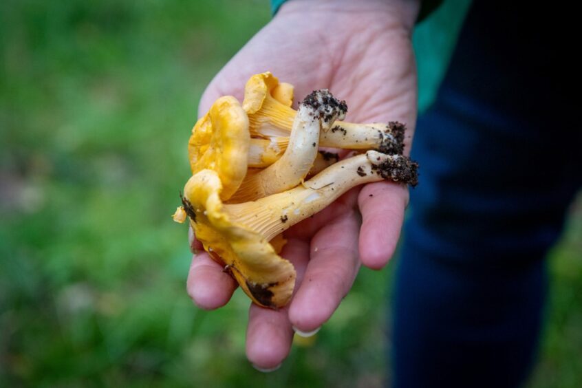 Leanne holding Chanterelle golden mushrooms she foraged in Aberdeenshire.