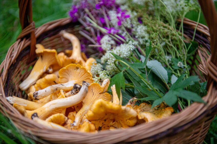 Basket full of mushrooms and herbs.