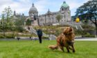 Dogs are able to enjoy the newly-laid grass at UTG. Image: Kath Flannery/DC Thomson