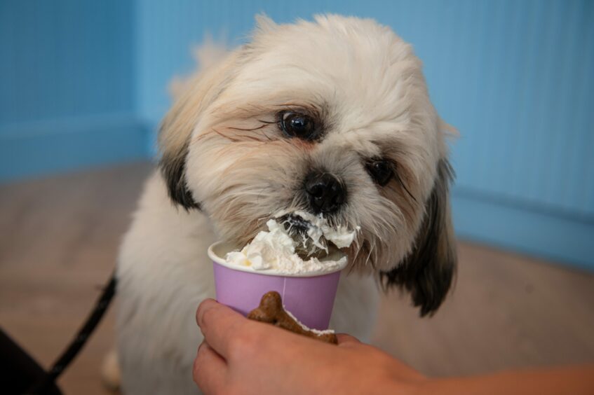 A dog enjoying a puppuccino from the Cookie Cult shop in Aberdeen